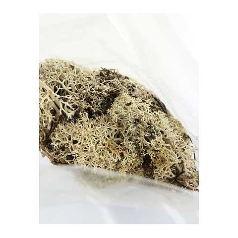 Lichene Bianco per Presepe, Linea Bertoni, 100 Grammi